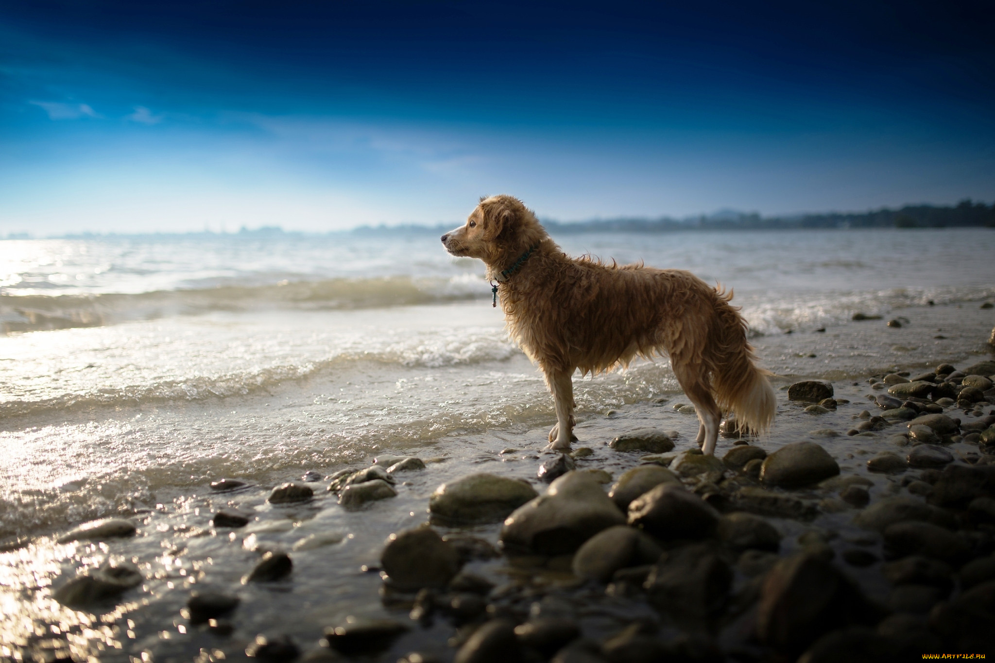 Морской пес. Собака на море. Собачка на берегу моря. Пес на берегу моря. Щенок на берегу моря.